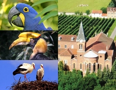 Journée en car au Parc des Oiseaux des Dombes