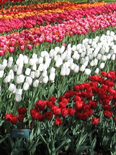 Champ_de_tulipes-Keukenhof.jpg