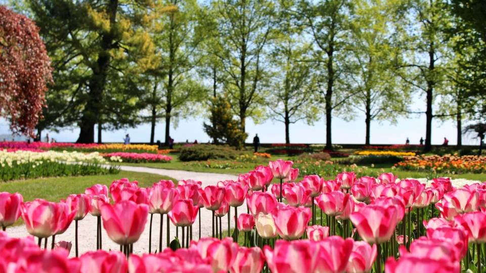 Fête de la tulipe à Morges