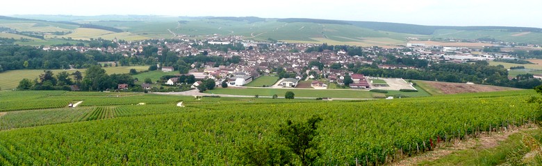 Wineyard of Chablis