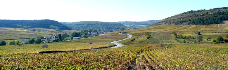 Vignes de la Côte de Beaune