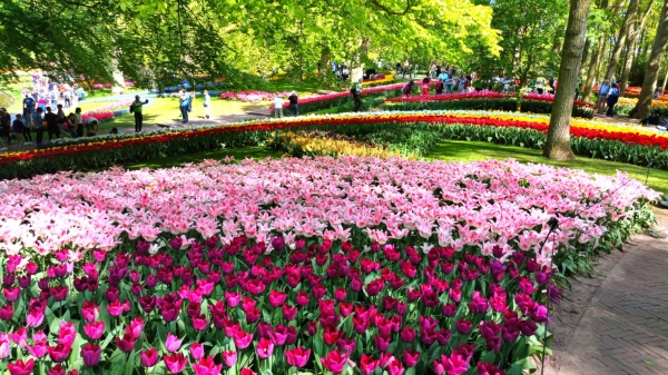 Voyage au des Tulipes et des Moulins en autocar