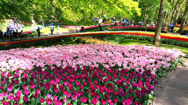 Voyage au pays des Tulipes et des Moulins en autocar